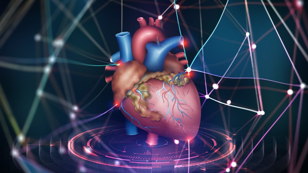 Araştırma: Kalp krizinden sonra insan kalbi kendi kendini onarabiliyor