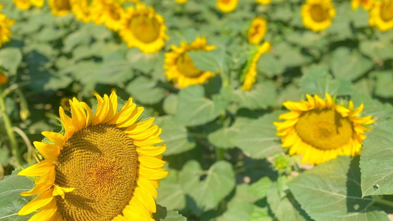 Ayçiçek yağı stoklarını hazırlayın! Sıcaklar fiyatlara darbe vuracak: O tarihe kadar...