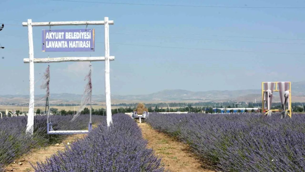 Ankara'da yaşayanların bile bu güzellikten haberi yok! Sosyal medyacılar bu lavanta bahçesine akın edecek