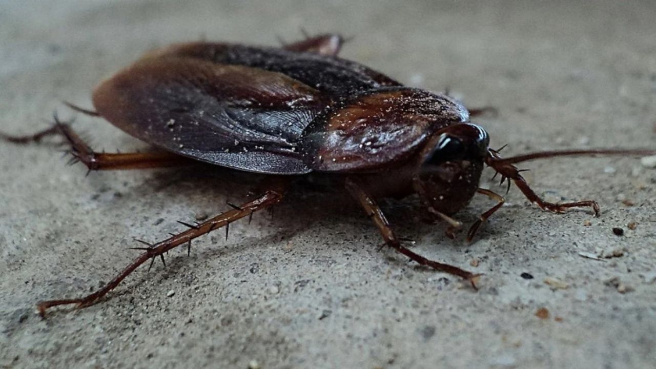 Hamam böcekleri küsüp gidecek! Bu bitkiyi mutfağa koyun, zerreleri bile kalmayacak