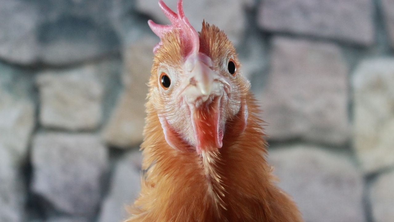 Tavuklar, önlerine dümdüz bir çizgi çekildiğinde neden hipnotize oluyor?